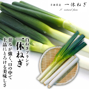 京都府産 一休ねぎ 2kg 白ネギ 白葱 葱 【 ねぎ 】