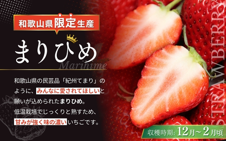 【化粧箱付き】まりひめ いちご 3L～4Lサイズ 約500g（12粒） 12月頃から順次発送 / 和歌山 果物 フルーツ 野菜 苺 冷蔵 冬 ギフト 贈答 12月 1月 2月 【tcs002】