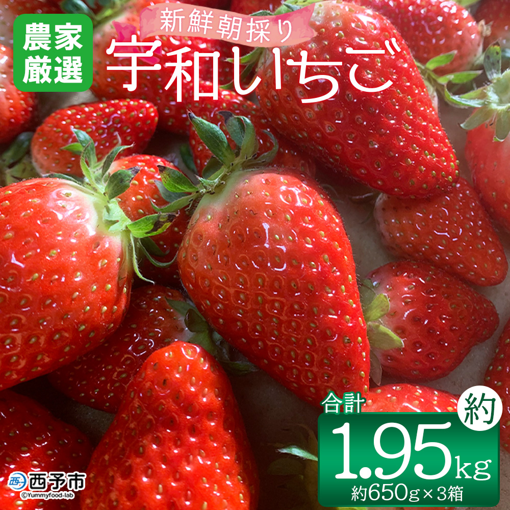 ＜農家厳選 新鮮朝採り宇和いちご（約650g×3箱）＞ イチゴ 苺 果物 フルーツ くだもの ストロベリー かおりの 直送 愛媛県 西予市