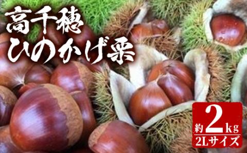 ＜数量限定・期間限定＞ひのかげ栗(2kg)生栗 和栗 くり 秋の味覚 栗ご飯 お菓子作り おやつ【NK001】【宮崎県農業協同組合　高千穂地区本部】