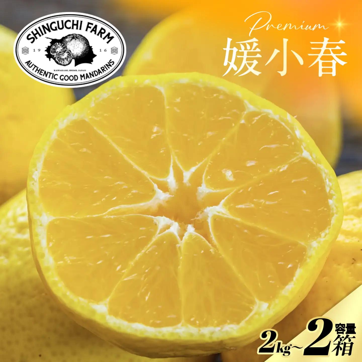 【先行受付】老舗農家が見極めたプレミアム【媛小春2kg×2箱】 愛媛県新品種【F70-117】【1683928】 YWTK116