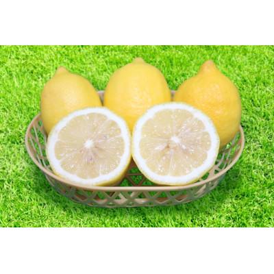 ふるさと納税 由良町 【2027年1月中旬より順次発送】和歌山県産　レモン　約7.5kg　家庭用【まごころ手選別】