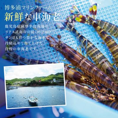 ふるさと納税 南さつま市 【鹿児島県産】活〆 冷凍車海老 計600g(生食) |  | 01