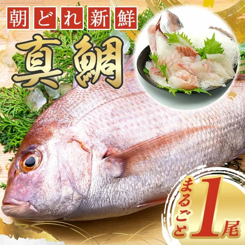 【 鯛 】 鯛まるごと 1匹 朝どれ 内蔵処理済み