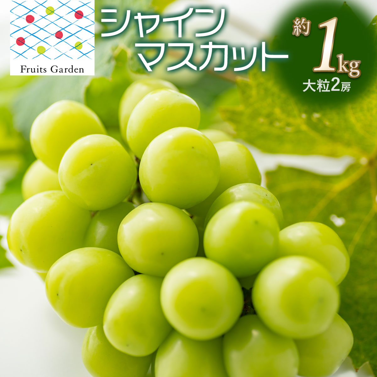 【令和8年産】 シャインマスカット 約1.0kg (大粒 2房) 山形県鶴岡市 フルーツガーデン 1kg（大粒 2房）