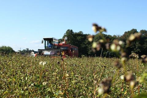 BI86_石臼製粉 常陸秋そば 山里風（挽きぐるみ）そば粉 1kg ※着日指定不可