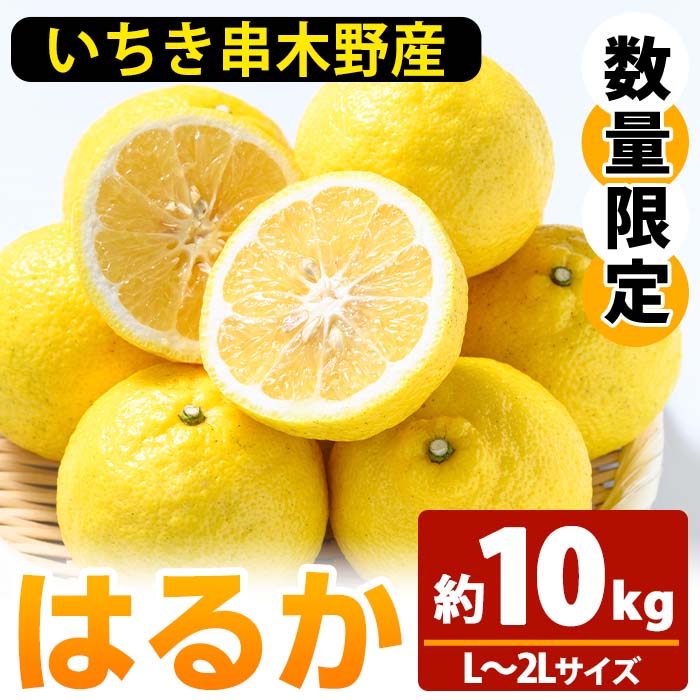 【ふるさと納税】＜先行予約受付中！2026年1月上旬頃より順次発送予定！＞池之上果樹園のはるか (10kg箱バラ詰め満杯) 国産 鹿児島県産 果物 柑橘 みかん ミカン 蜜柑 はるか 旬 フルーツ 果実 冬季 常温 箱 箱詰め 【池之上果樹園】