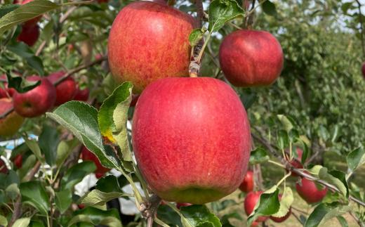 ＜2025年9月下旬～10月中旬頃までのお届け＞北海道壮瞥町　りんご　品種名「サンつがる」14~18玉約5kg SBTF010