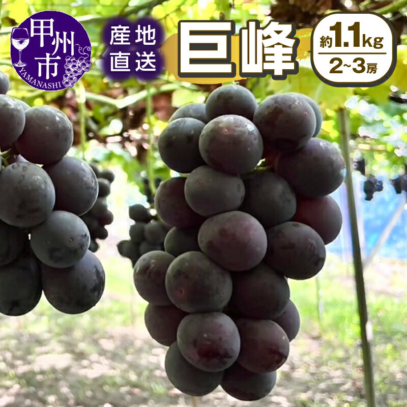 【ふるさと納税】 巨峰 約1.1kg 2～3房 果物 人気 新鮮 産直 8月 9月 10月 発送 2025年発送 くだもの フルーツ 葡萄 ぶどう 産地直送 冷蔵 クール 甘い 大粒 果実 山梨県 甲州市 期間限定 （SSI） 【B-1831】