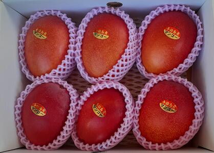 与論島産　島っ娘マンゴー（秀品）2kg　5～6玉　糖度13度以上【先行予約：2025年7月上旬以降発送】| マンゴー 与論 マンゴー 人気 2kg マンゴー 与論島 マンゴー