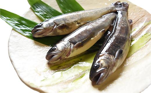 西塚農場産岩魚冷凍30尾(腹抜き)