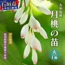 【ふるさと納税】「月桃の苗」大1株（特別栽培、栽培期間中農薬不使用）沖縄県石垣市 月桃 農薬不使用 化学肥料不使用 苗 離島のいいもの 沖縄いいもの石垣島 OI-14