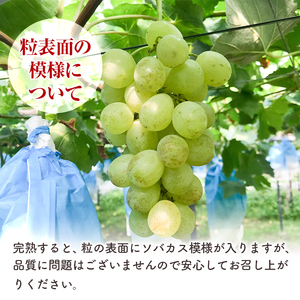 i212 ≪数量・期間限定≫ロザリオビアンコ (計約1.5kg) ぶどう グレープ 果物 くだもの フルーツ 葡萄 高級 高級品種 旬 すっきりした甘さ 冷蔵 【山門ぶどう園】
