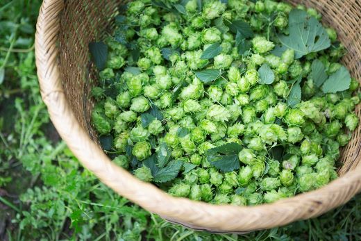 キリン 一番搾り とれたてホップ 生ビール 350ml × 12本 【 先行予約 2025年11月4日より順次発送 】 ＜ 遠野産ホップ 使用 ＞  限定 ビール お酒 BBQ 宅飲み 家飲み 晩酌 