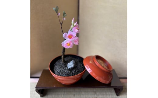 ＜春 桜＞四季を彩る創作草もの盆栽(工芸品)～工房 椿【1598557】