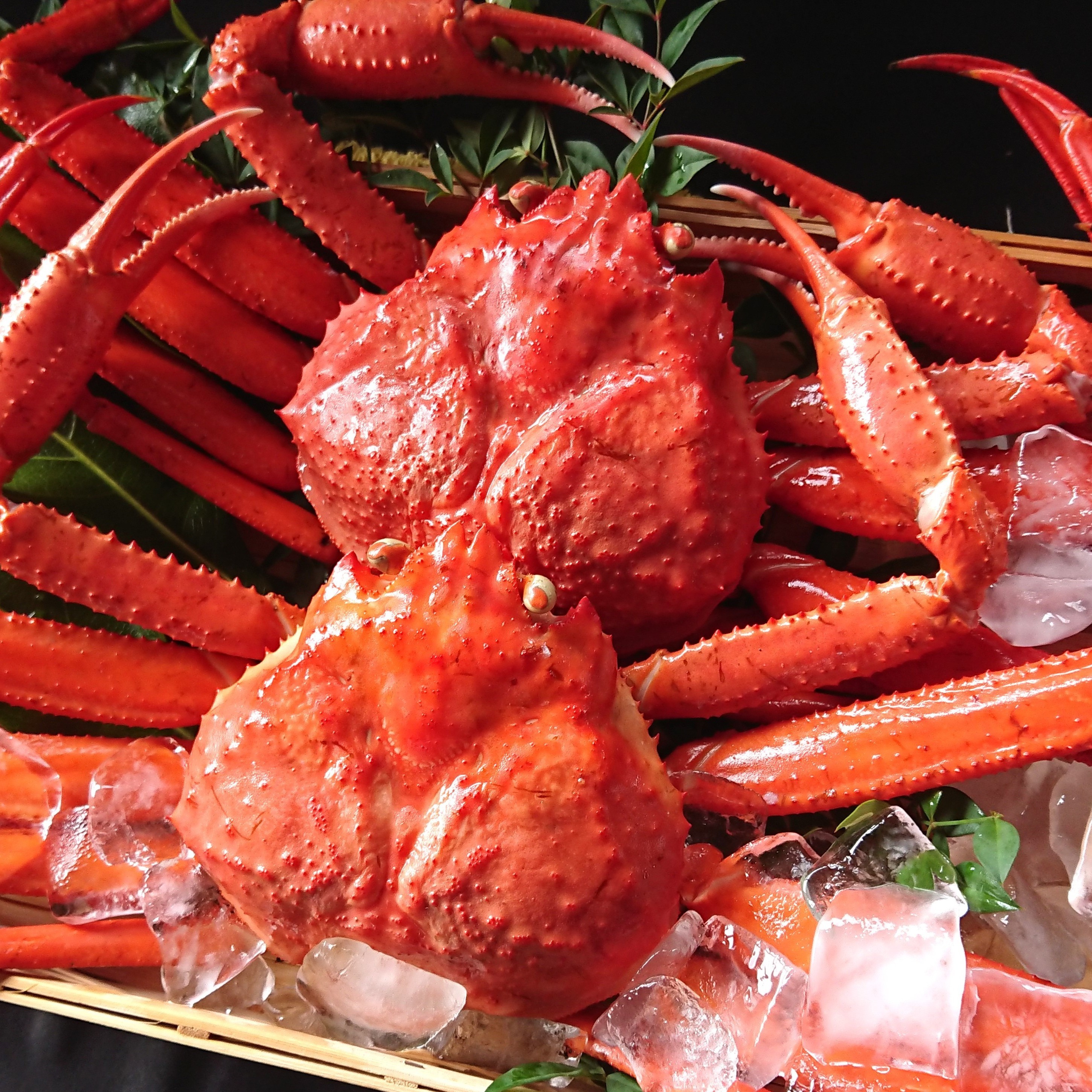 
            【ボイル】紅ズワイガニ2kg（4～5杯）
          