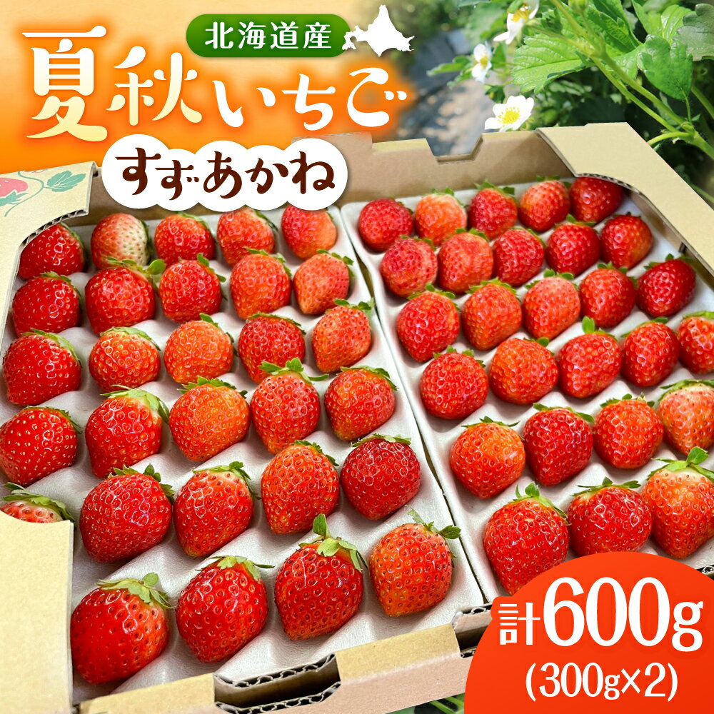 【ふるさと納税】【先行予約 2026年7月順次発送】 夏秋イチゴ「すずあかね」計600g 《厚真町》【こばやしいちご農園】[AXBT003] 夏イチゴ 秋イチゴ いちご 苺 北海道 四季なり