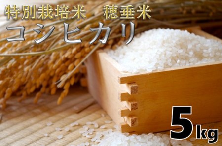 (1024)米　精米　白米　特別栽培米　穂垂米　「コシヒカリ」　5kg　【令和7年産】