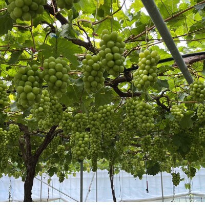 【葡萄生産量日本一】本場山梨の大自然が生み出した甲州戦国シャインマスカット2025年9月中旬より発送【配送不可地域：離島】