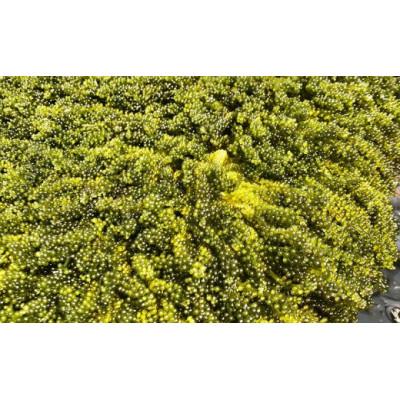 ふるさと納税 久米島町 球美の”生”海ぶどう(100g×3個) |  | 03