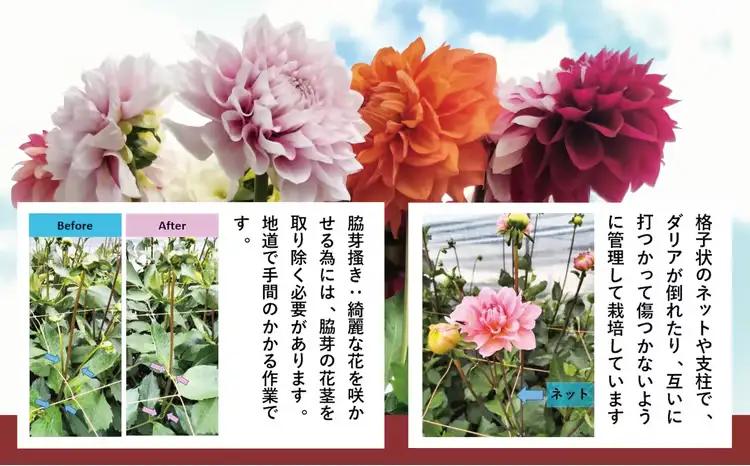 新鮮！綺麗！秋田のダリア〈20本〉　180P7801【ひない渡辺農園しどけ村】