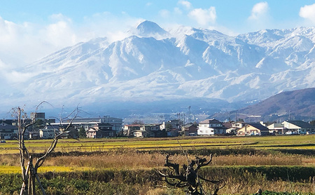 新米 令和7年 新潟県産 ゆうだい21 5kg 5キロ 窒素封入 宇都宮大学 開発 上越市 坪井農場 白米 精米 送料無料