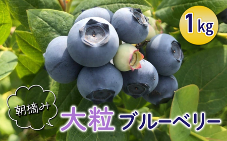【ひだまり農園ブルーベリーの丘】朝摘み大粒ブルーベリー1kg（生果）|ブルーベリーブルーベリーブルーベリーブルーベリー