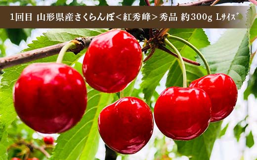 令和8年6月発送開始 山形県 至高のフルーツ！ 山形県旬のフルーツ定期便 全3回 紅秀峰 白桃 ラフランス 期間限定 数量限定 山形県産 サクランボ 桃 梨 フルーツ 果物 くだもの 贈答 F4A-0
