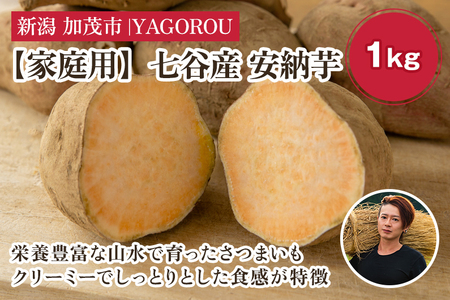 【2025年先行予約】【家庭用】安納芋 1kg（A品・B品混在） 新潟県加茂市七谷産 さつまいも《11月下旬〜順次発送》 サツマイモ お芋 焼き芋 スイートポテト 野菜 根菜 低温熟成 加茂市 YAGOROU ヤゴロウ