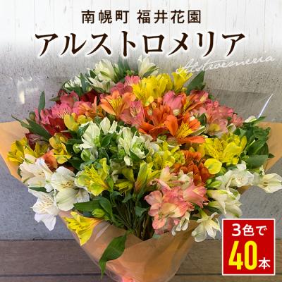 ふるさと納税 南幌町 アルストロメリア 花束 40本 3色 (白・黄・ピンク) 生産者直送 北海道南幌町 福井花園