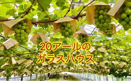 ぶどう 2024年 先行予約 シャインマスカット 秀品 約500g 1房 農林大臣賞受賞 岡山 国産 果物 フルーツ シャイン マスカット 2024年6月下旬から発送 [No.5220-1747]