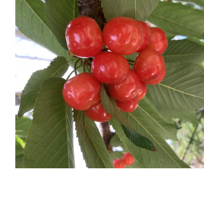 ＜先行受付＞山梨県産さくらんぼ　紅秀峰(1kg)バラ詰め