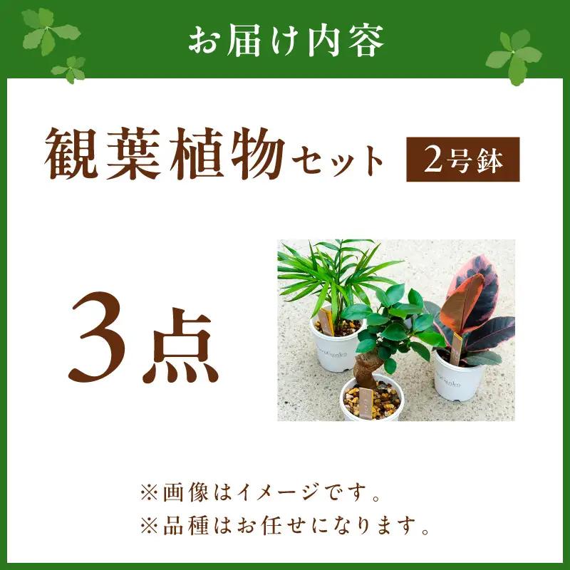 季節の観葉植物3点セット【発送可能時期：4月上旬～7月末、9月上旬～11月末】2号鉢