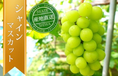 ＼先行予約／【数量限定】「シャインマスカット 約1kg」岩手県紫波町のシャインマスカット 寒暖差が育てた甘いシャインマスカットを農家直送 完熟シャインマスカットを旬のうちにお届け サラダにも合うシャインマスカットです (AR032) 9月下旬発送開始