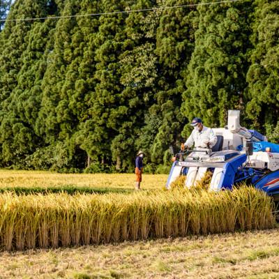 ふるさと納税 十日町市 令和7年産!県認証特別栽培魚沼産コシヒカリ【農家直送!】 精米 20kg(10kg×2袋) |  | 01