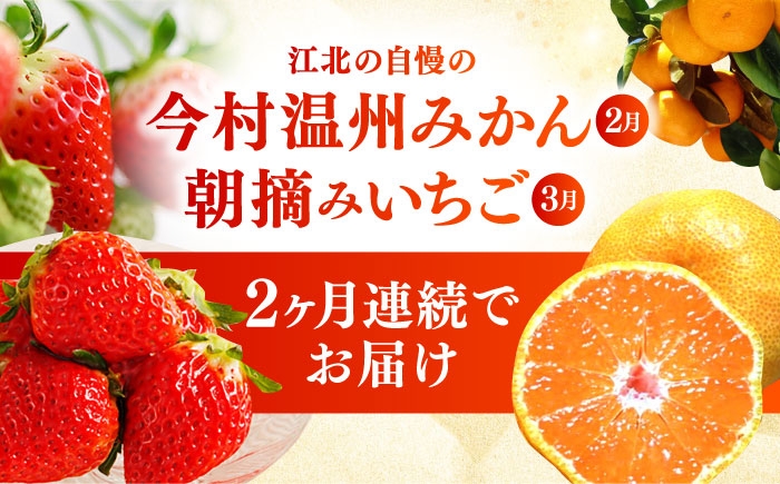 【全2回定期便】旬のフルーツ定期便（みかん・いちご） 果物 くだもの フルーツ いちご 苺 イチゴ みかん ミカン 定期 贈答