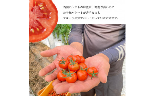 【定期3回】『大家ファーム』のミニトマト アイコ 3.5kg×3回 ｜ 野菜 やさい とまと トマト ミニトマト アイコ 熊本県 玉名市