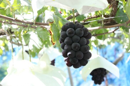 〈2025年度配送分〉甲府市産　シャインマスカット×黒系ぶどう　約1.0kg（2～3房）