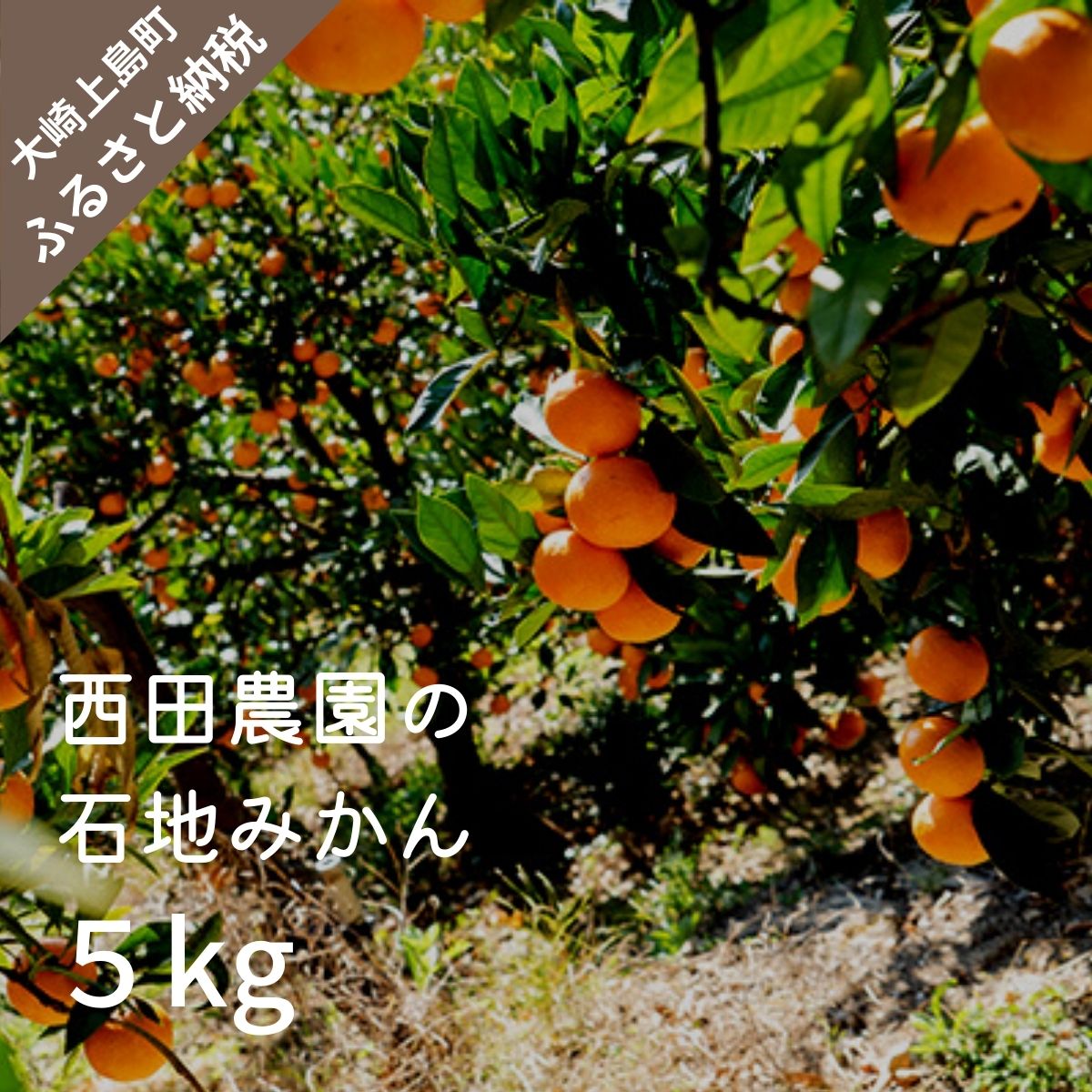 【ふるさと納税】 西田農園 石地みかん 約5kg 【2026年12月以降発送】 約50個前後 広島県 大崎上島町 瀬戸内 離島 国産 柑橘 ミカン みかん 甘い 送料無料 産地直送