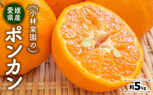 小林果園のポンカン(約5kg)【C24−18】【1124424】