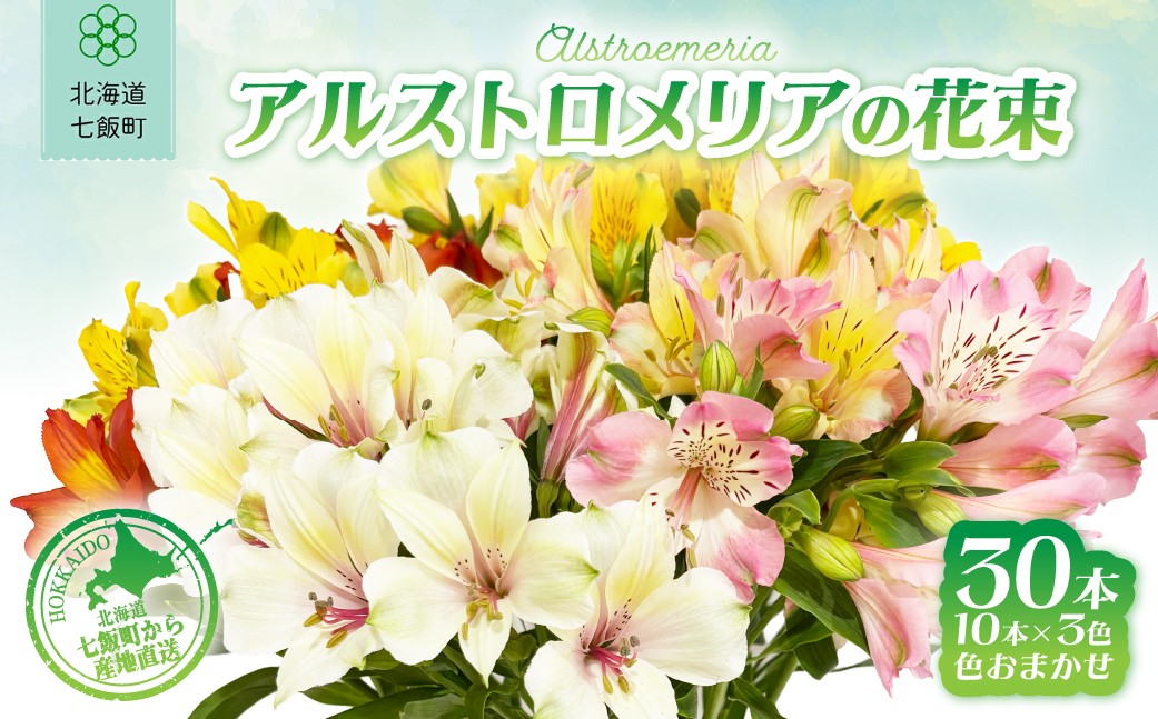 
                  アルストロメリアの花束(30本) 【 ふるさと納税 人気 おすすめ ランキング 花 アルストロメリア 花束 プレゼント 記念日 ギフト 北海道 七飯町 送料無料 】 NABL001
                