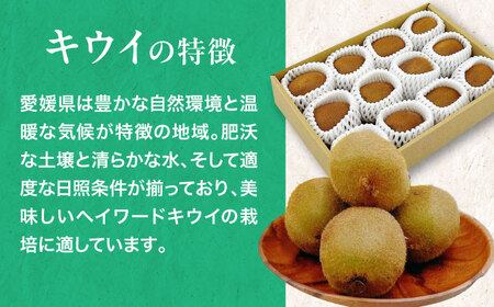 愛媛県産　グリーンキウイ 8玉～10玉入 愛媛県大洲市/株式会社フジ・アグリフーズ キウイ きうい キューイ kiwi ヘイワード[AGBA016]