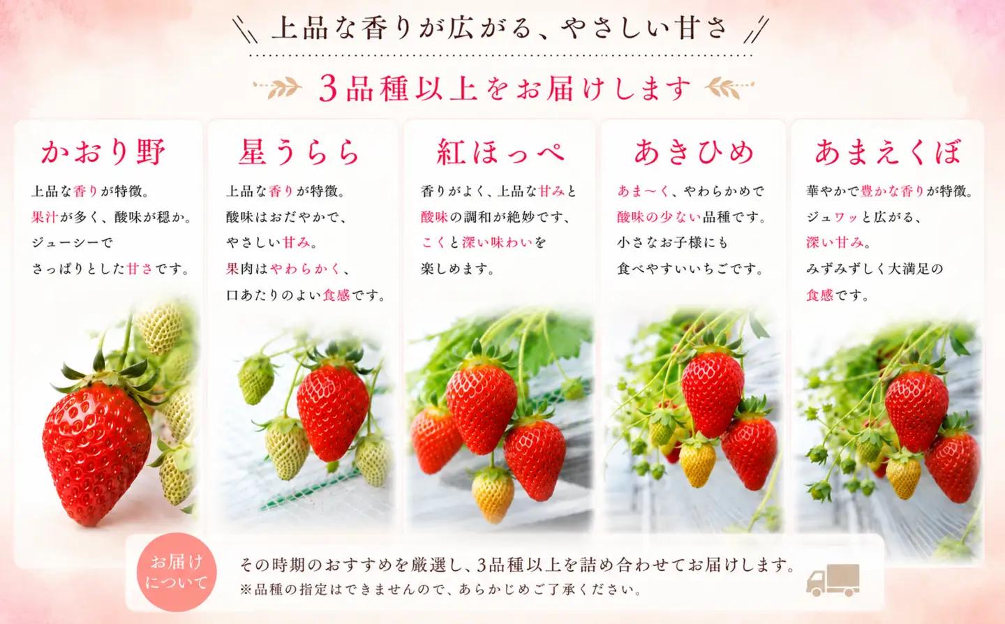 【訳あり】いちご 先行予約 1200g ( 300g × 4P） ｜いちご