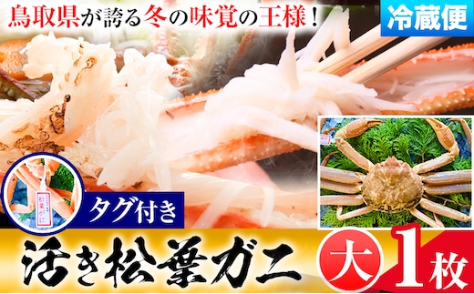 【先行予約】【活き】タグ付き松葉ガニ 大1枚(800〜940g) 高間商店《11月中旬-3月下旬頃出荷》鳥取県 八頭町 送料無料 カニ 蟹 松葉ガニ タグ付き ブランド