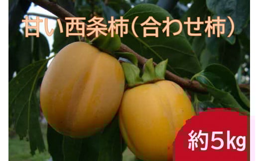 【先行予約】山陰浜田市 甘い西条柿（合わせ柿）生食用約5kg＜10月下旬より発送＞ 柿 かき フルーツ 先行予約【113_1753】