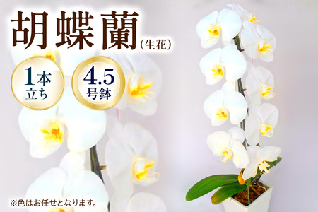 【1本立ち4.5寸】生産農家直送！ 胡蝶蘭 1鉢【足柄金太郎洋蘭園】開成町 胡蝶蘭 洋蘭 胡蝶蘭 蘭 お花 胡蝶蘭 生花 胡蝶蘭 鉢花 鉢 [BDAB004]