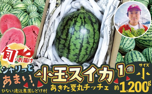シャリっと甘い小玉スイカ！あきた夏丸チッチェ＜小1個＞ 50P3424　/ 東北 秋田 大館 野菜 新鮮 農産物 農家 果物 すいか スイカ フルーツ くだもの 農産物 産直 あきた夏丸チッチェ 秋田オリジナル品種 夏の果物 小玉すいか 小玉スイカ 農家直送