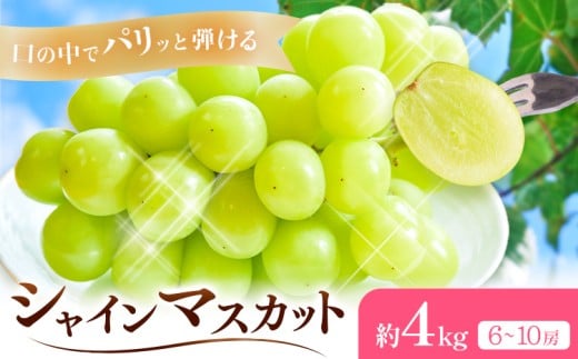 【2026年先行予約】シャインマスカット 約4kg(6-10房) Kazu Farm《2026年9月上旬-10月中旬頃出荷》 岡山県 浅口市 岡山県産 ぶどう フルーツ 果物 くだもの 送料無料
