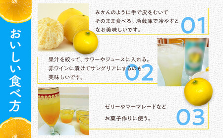 【希少フルーツ】【露地栽培】湘南ゴールド(家庭用)　3kg　2026年3月下旬頃～4月中旬頃発送予定 | 湯河原町 3kg 地域特産品 露地栽培 熟成 柑橘類 フレッシュ