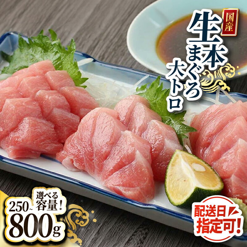 【ふるさと納税】【冷蔵・指定日着可】国産 生本マグロ 大トロ250g〜800g(柵どり) /送料無料 福井県越前市 鮪 新鮮 お刺身 おさしみ お造り おつくり おろし 魚 切り身 切身 海鮮 丼 海鮮丼 まぐろ丼 漬け 漬け丼 発送時期が選べる(18209)